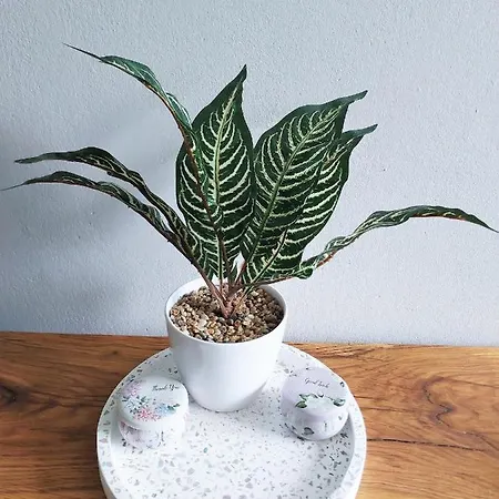 Krakowska Awangarda - Close To The Old Town * Krakow